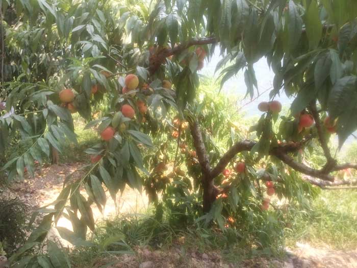 ˮ���ҹ���������